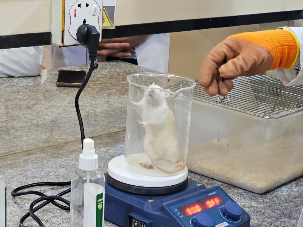 طلبة كلية الصيدلة في جامعة أهل البيت (عليهم السلام) يجرون تجربة علمية حول تأثير المواد الأفيونية على الإحساس بالألم