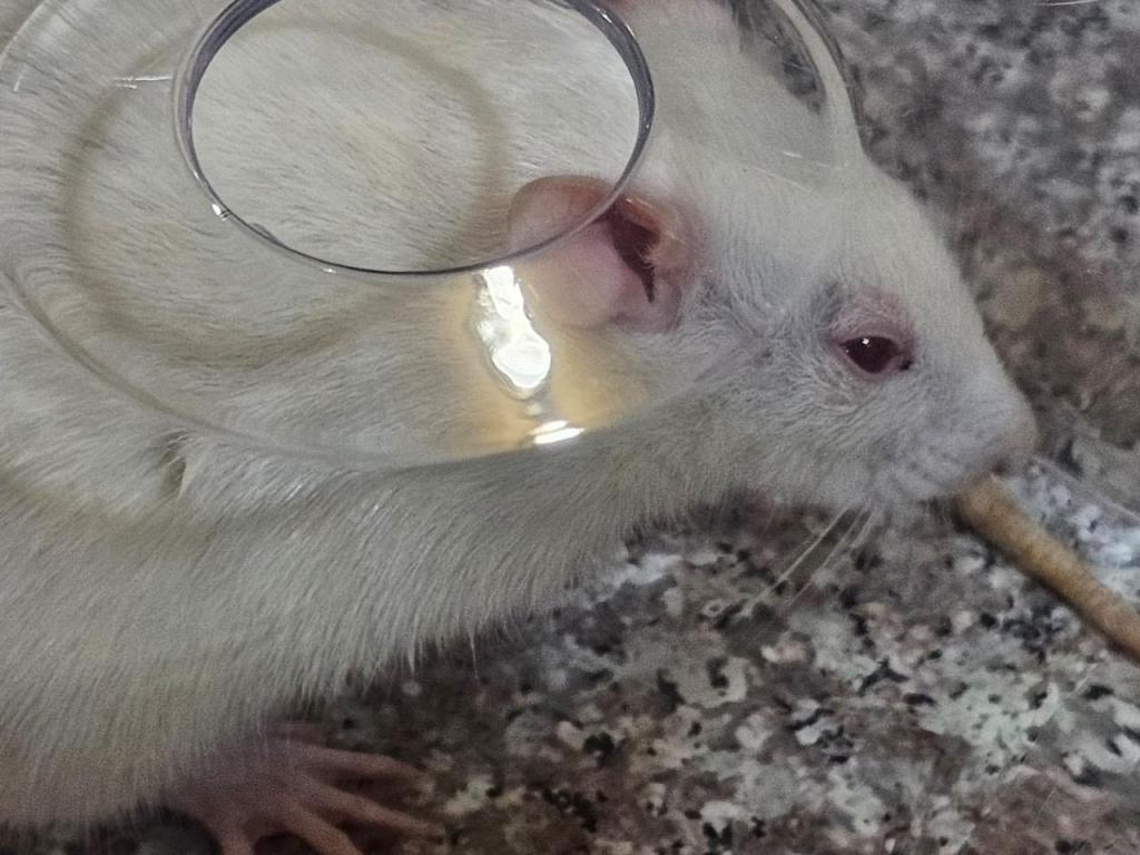 تجربة عملية لطلبة المرحلة الرابعة في كلية الصيدلة – جامعة أهل البيت (ع)